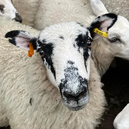 Lind End * ברוטון אין פרנס