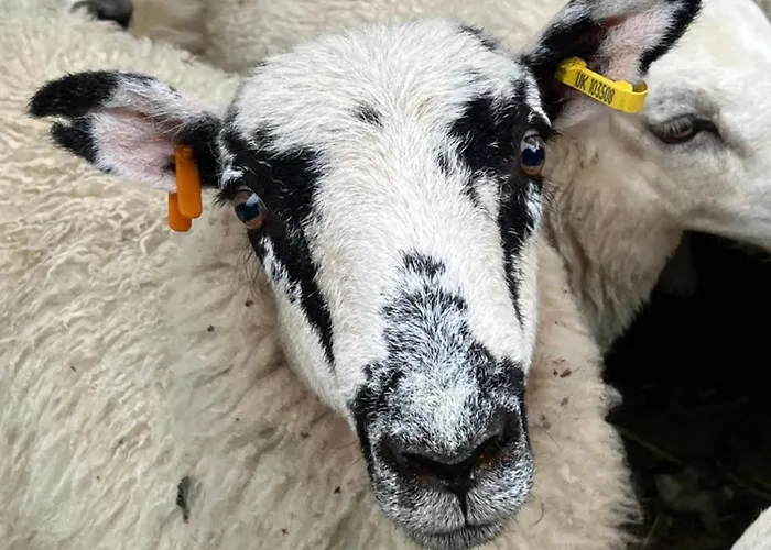 Lind End * ברוטון אין פרנס